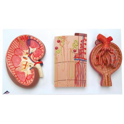 3B Scientific Nierenschnitt, Nephron, Blutgefäße und Nierenkörperchen