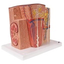 3B Scientific Microanatomy Niere