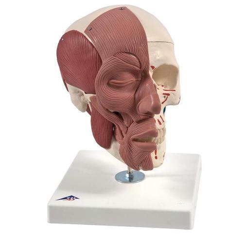 [18778-01] 3B Scientific Skull with facial musculature