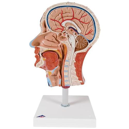 3B Scientific Halber Kopf mit Muskulatur