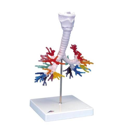 3B Scientific CT-Bronchialbaum mit Kehlkopf