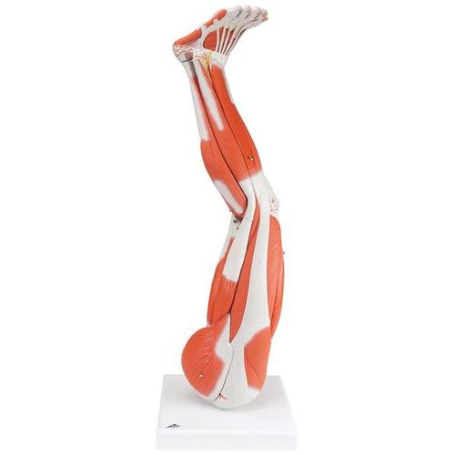 [18793-01] 3B Scientific Muscle leg 9-part