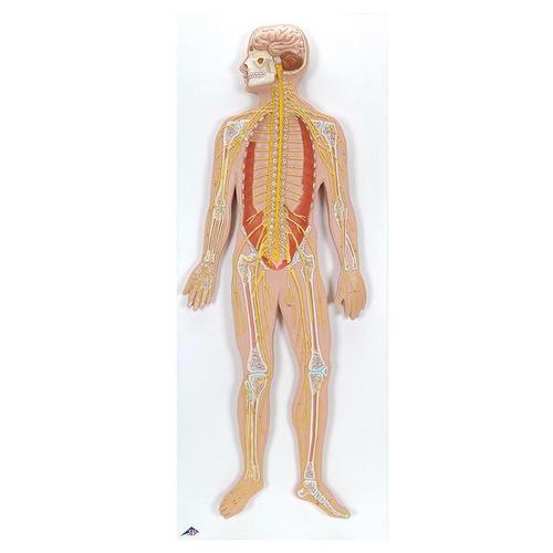 [18794-01] 3B Scientific Nervous system relief model 1/2 natural size