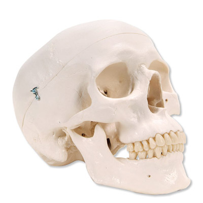 3B Scientific Classic skull 3-part