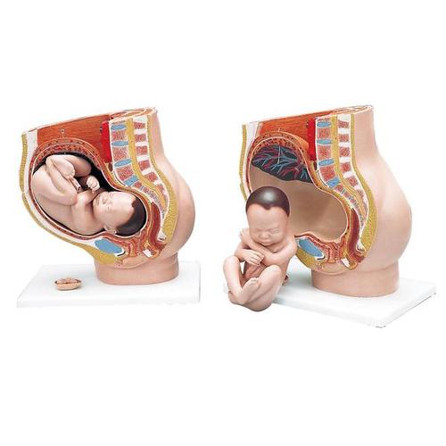[18808-01] 3B Scientific Pregnancy pelvis 3-part
