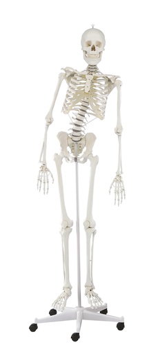 [20256-01] ERLERZIMMER Skelett Hugo mit beweglicher Wirbelsäule 176 cm