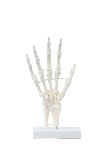 [20260-01] ERLERZIMMER Hand Skeleton