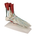 ERLERZIMMER Foot Skeleton with Ligaments