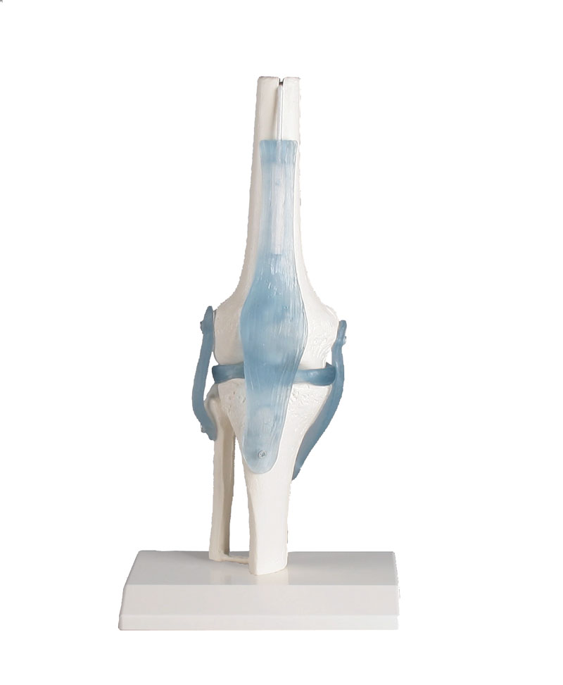 ERLERZIMMER Knee Joint with Ligaments and Stand