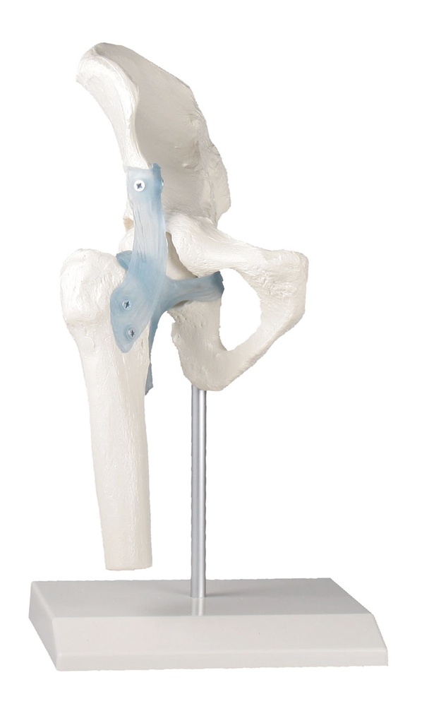 ERLERZIMMER Hip Joint with Ligaments and Stand