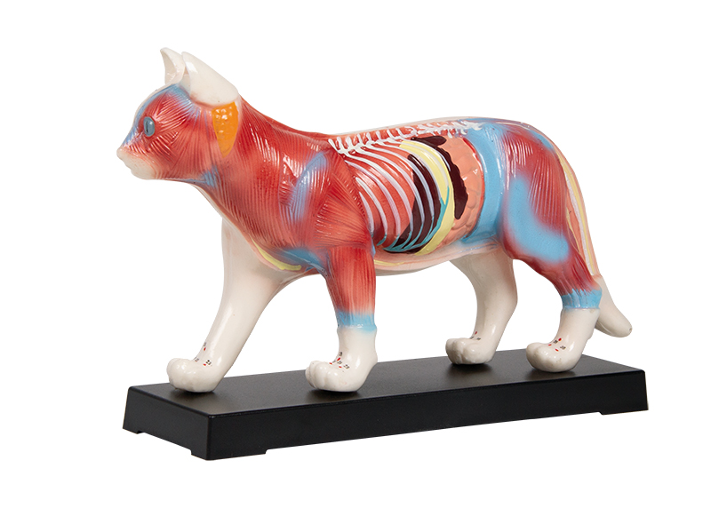 ERLERZIMMER Akupunktur-Katze Modell