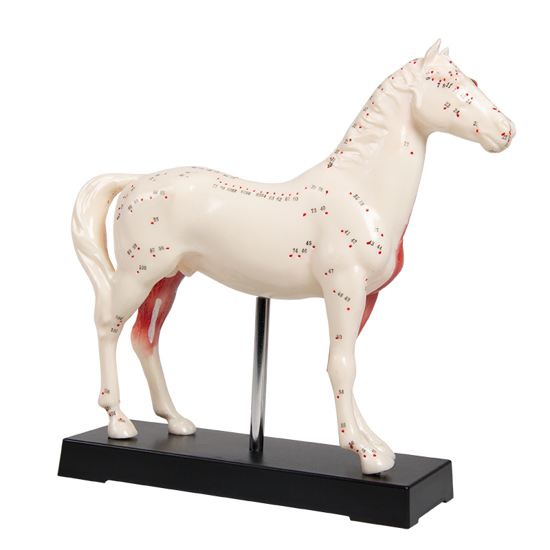 ERLERZIMMER Acupuncture Horse Model