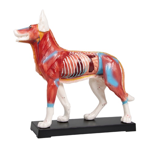 [20325-01] ERLERZIMMER Acupuncture Dog Model
