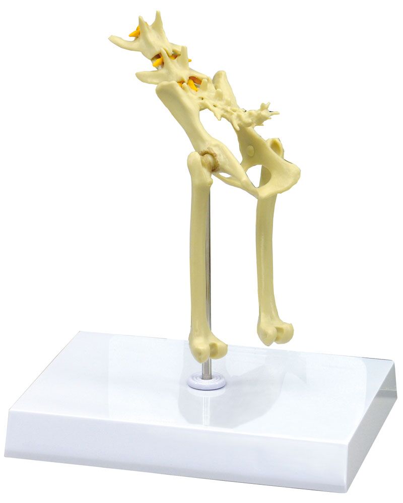 ERLERZIMMER Cat Pelvis Model