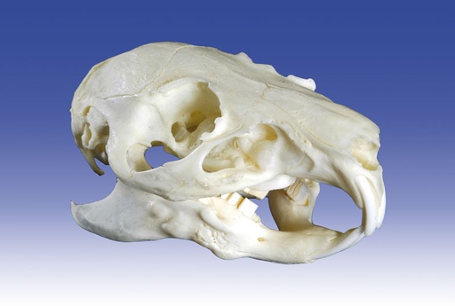 [20334-01] ERLERZIMMER Guinea Pig Skull