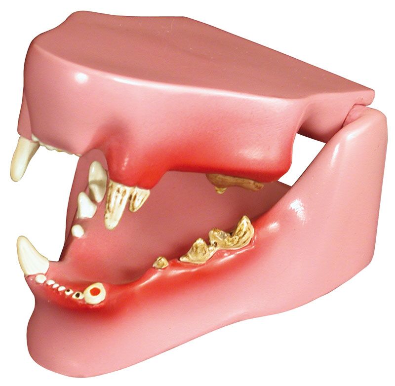 ERLERZIMMER Katzenkiefer Modell