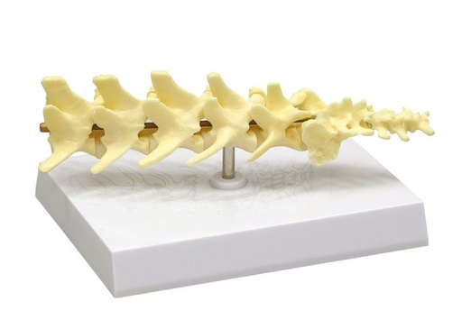 [20341-01] ERLERZIMMER Dog Vertebral Column Model