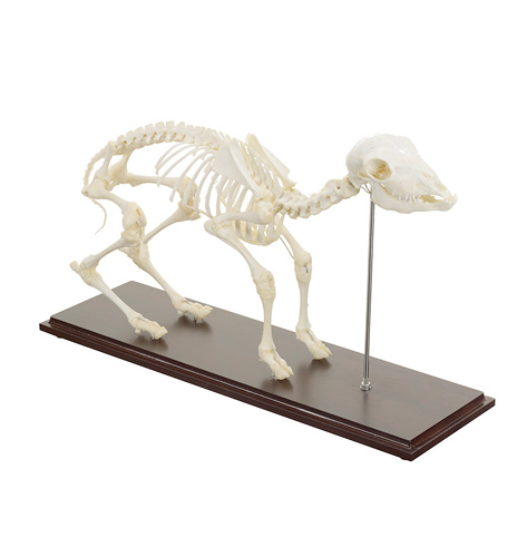 [20416-01] HEINESCIENTIFIC Skeleton model of a real sheep