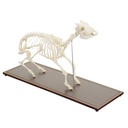 HEINESCIENTIFIC Goat skeleton made of real bones