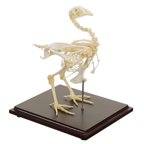 HEINESCIENTIFIC Chicken skeleton made of real bones
