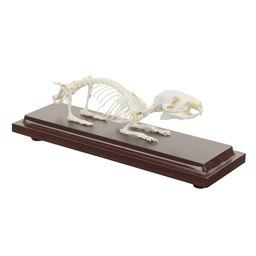 HEINESCIENTIFIC Skelettmodell eines Meerschweinchens