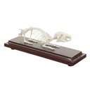 HEINESCIENTIFIC Skelettmodell eines Meerschweinchens