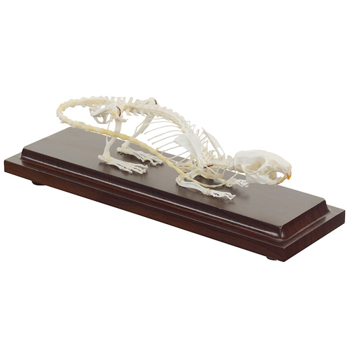 HEINESCIENTIFIC Real model of a rat skeleton