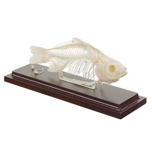 [20425-01] HEINESCIENTIFIC Fish skeleton made of natural bones