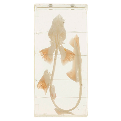 [20427-01] HEINESCIENTIFIC Shark skeleton made of real bones