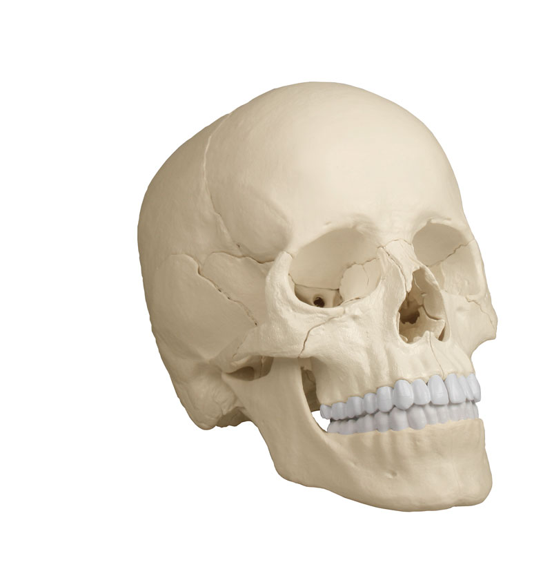 ERLERZIMMER Osteopathic Skull 22-part anatomical version