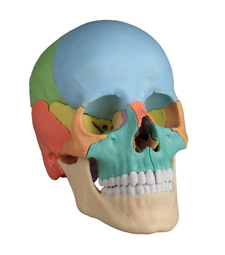[21014-01] ERLERZIMMER Osteopathic Skull 22-part didactic version
