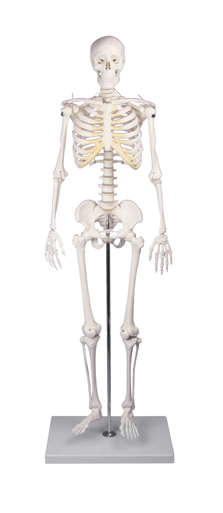 ERLERZIMMER Miniatur Skelett Tom ca. 80 cm