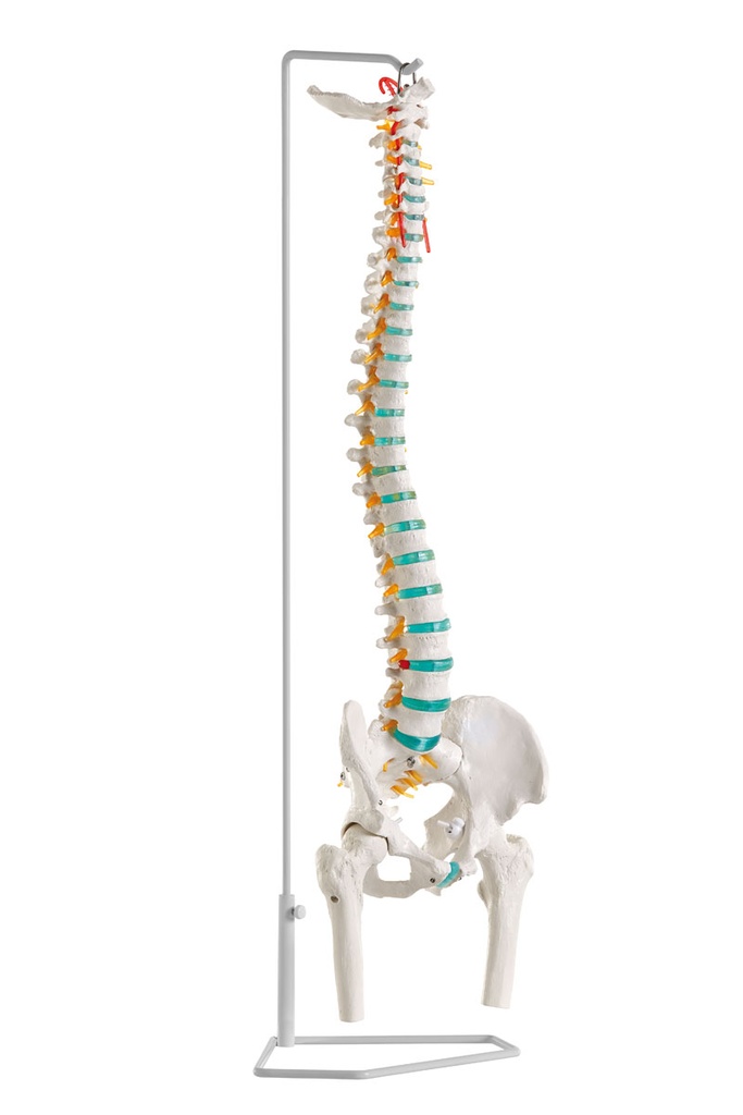 ERLERZIMMER Flexible Wirbelsäule mit Oberschenkelstümpfen 85 cm