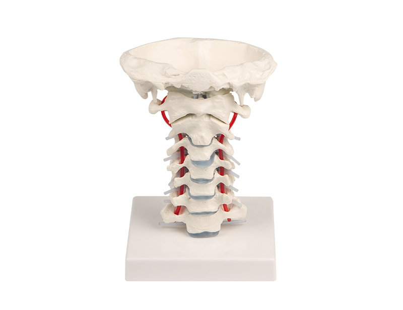 ERLERZIMMER Cervical Spine with Stand