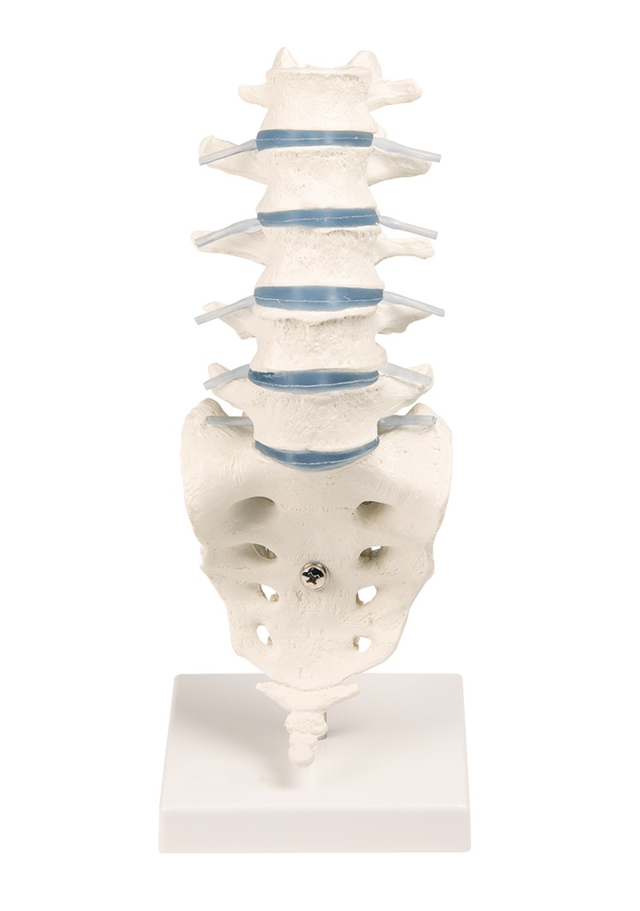 ERLERZIMMER Lumbar Spine with Stand