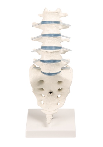 [21021-01] ERLERZIMMER Lumbar Spine with Stand