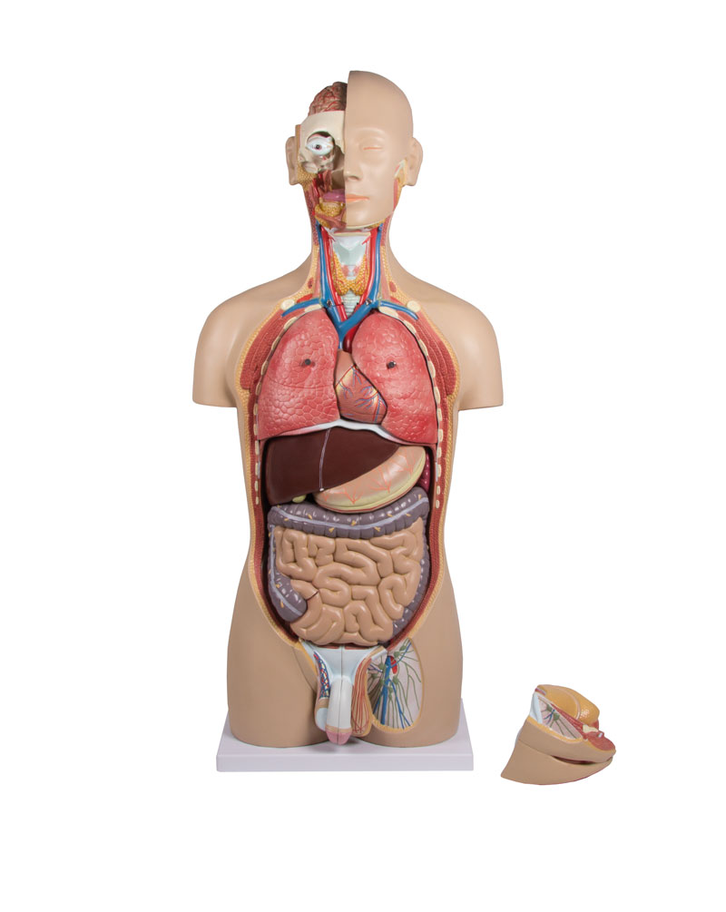 ERLERZIMMER Torso mit geöffnetem Rücken 27-teilig zweigeschlechtig
