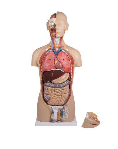 [21023-01] ERLERZIMMER Torso mit geöffnetem Rücken 27-teilig zweigeschlechtig
