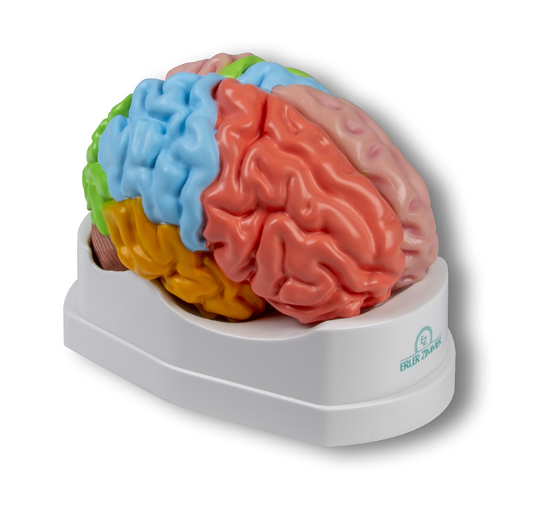 ERLERZIMMER Brain functional/regional 5-part, life-size