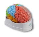 ERLERZIMMER Brain functional/regional 5-part, life-size