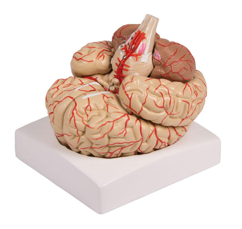 ERLERZIMMER Brain Model 9-part with Arteries