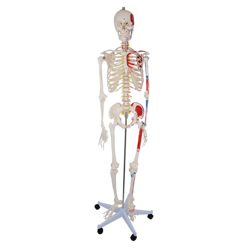 [21482-01] HEINESCIENTIFIC Human skeleton with painted muscle attachments