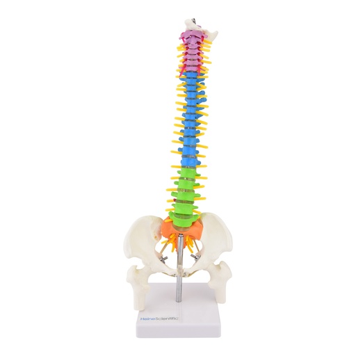 [21485-01] HEINESCIENTIFIC Spine model, half life-size, colored