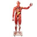 HEINESCIENTIFIC Model of a human in life-size with removable parts and organs