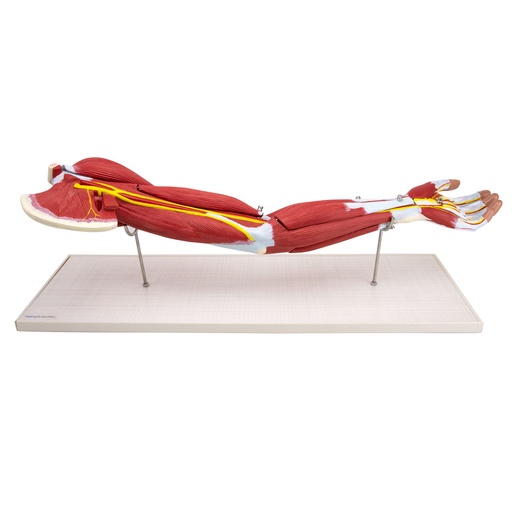 [21488-01] HEINESCIENTIFIC Muscle model Arm, 7 parts removable