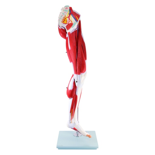[21489-01] HEINESCIENTIFIC Muscle model Leg, 13 parts removable