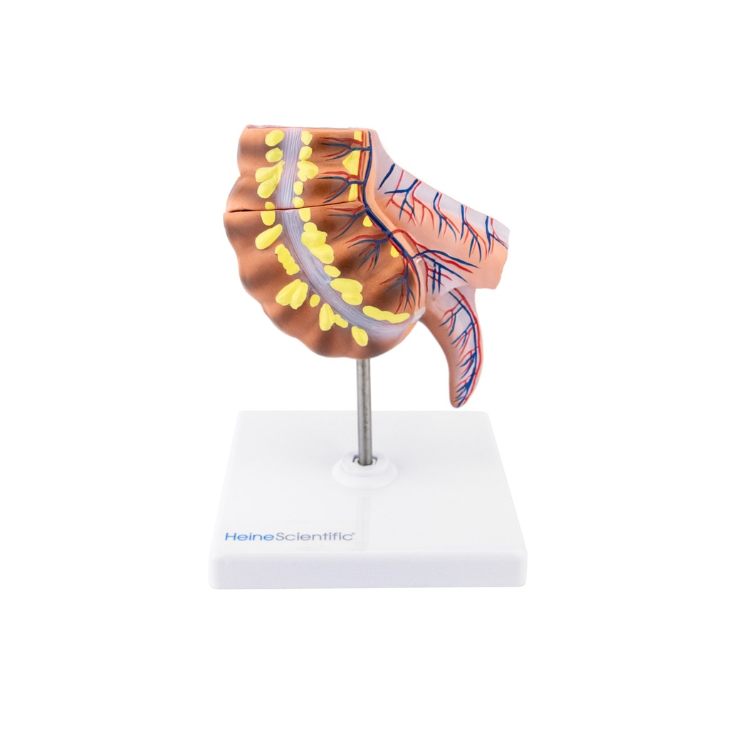 HEINESCIENTIFIC Appendix and caecum model