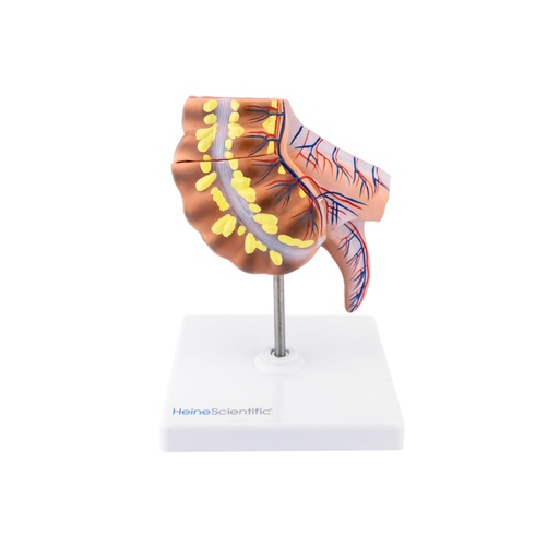 [21490-01] HEINESCIENTIFIC Appendix- und Caecum-Modell