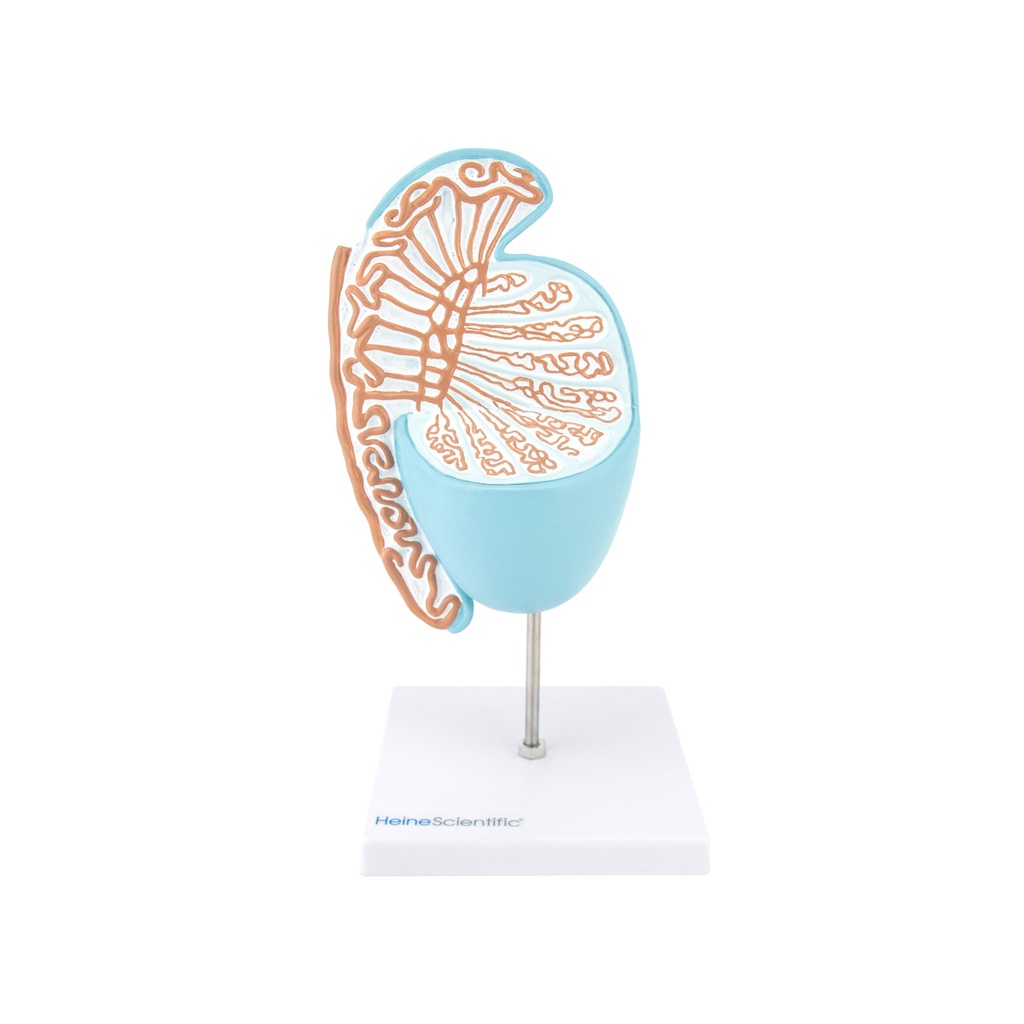 HEINESCIENTIFIC Model Testis and Epididymis