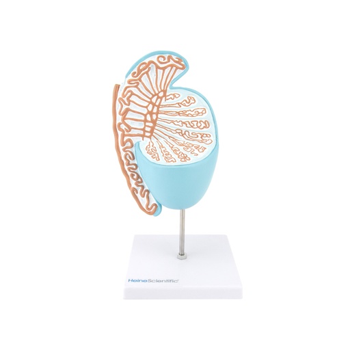 [21492-01] HEINESCIENTIFIC Model Testis and Epididymis